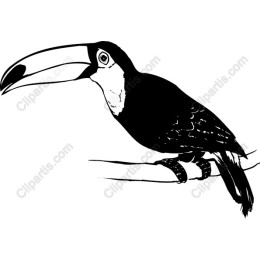 Elegant Black and White Toucan