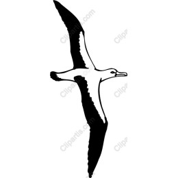Soaring Albatross