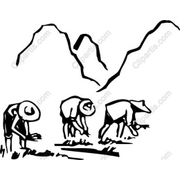Harvesting Harmony - Traditional Farming