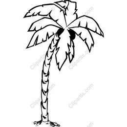 Tropical Palm Tree