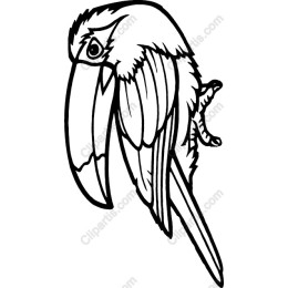Vibrant Toucan