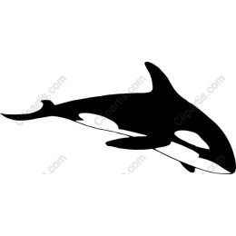 Majestic Orca