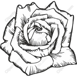 Hand-Drawn Rose