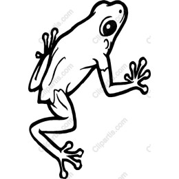 Playful Frog