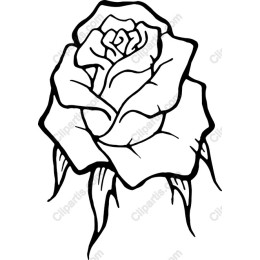 Black Rose