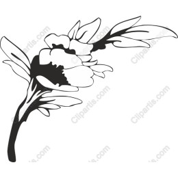 Elegant Black and White Flower