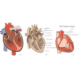 Human Heart Anatomical