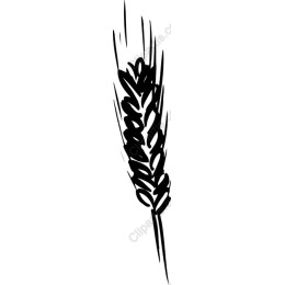 Wheat Spike