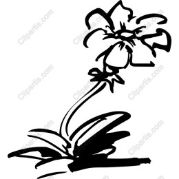 Hand-Drawn Elegant Flower