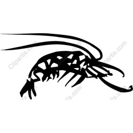 Elegant Shrimp