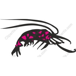 Bold Shrimp - Vibrant
