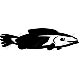 Elegant Fish