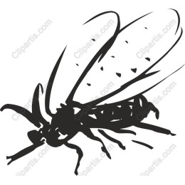 Intricate Insect