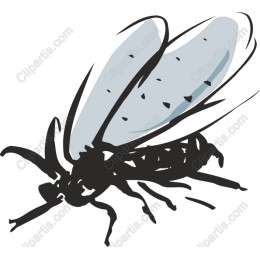 Insect - Detailed