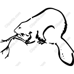 Playful Beaver