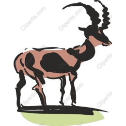 Elegant Antelope