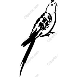 Elegant Bird
