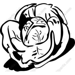 Elegant Hand-Drawn Cabbage