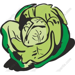 Crisp Green Cabbage