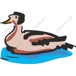 Charming Duck