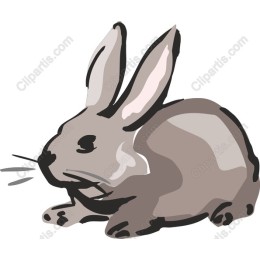 Playful Rabbit