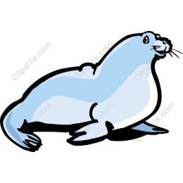 Playful Seal