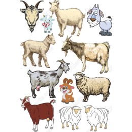 Goats and Sheep Collection