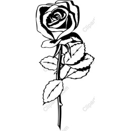 Elegant Rose