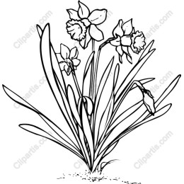 Daffodil - Hand-Drawn Daffodil in