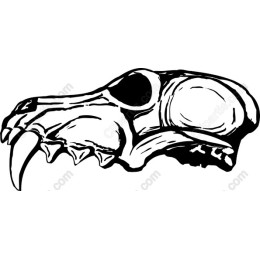 Bear Skull