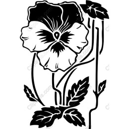 Elegant Pansy Flower