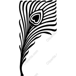 Elegant Peacock Feather
