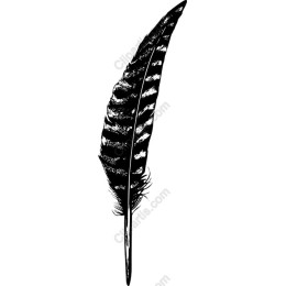 Elegant Feather