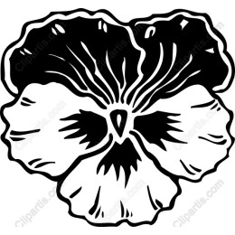 Black and White Pansy