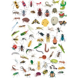 100-Insect Collection - Bundle