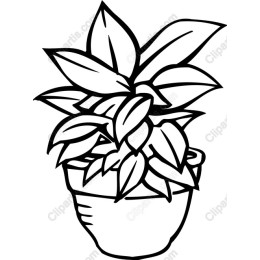 Elegant Potted Plant
