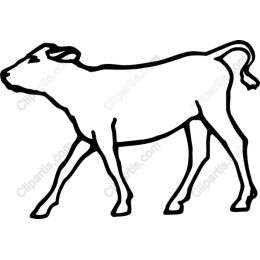 Walking Cow