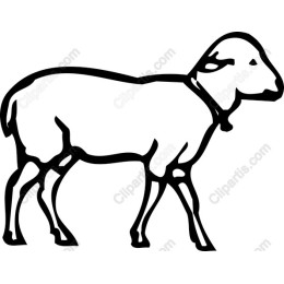 Charming Sheep