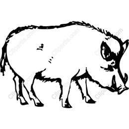 Wild Boar
