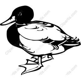 Charming Duck