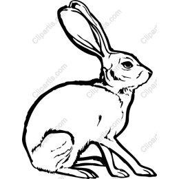 Elegant Rabbit