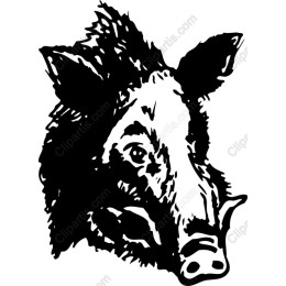 Wild Boar Head