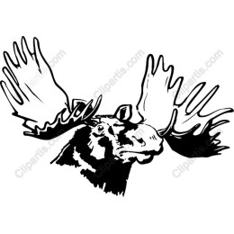 Majestic Moose