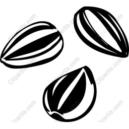 Sunflower Seed