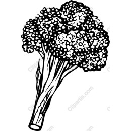 Broccoli - Black and White Drawing