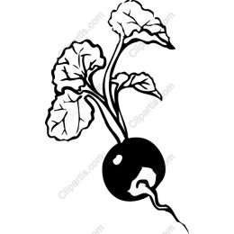 Fresh Radish