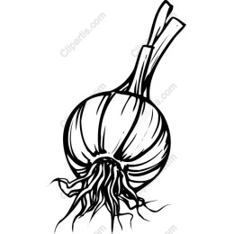 Organic Onion