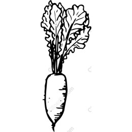 Hand-Drawn Radish