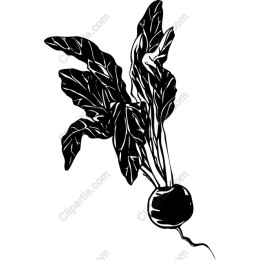 Beetroot