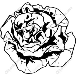Elegant Rose